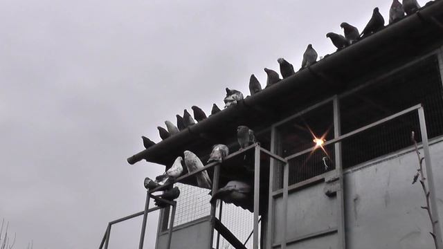 2 ЧАСТЬ.В ГОСТЯХ У ГОЛУБЕВОДА ГРИГОРИЯ ВИКТОРОВИЧА МОРОЗА. смотреть онлайн