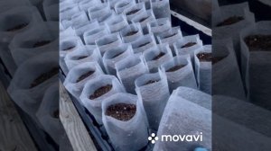 Пересадка рассады в биоразлагаемые мешочки