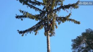 Арбористика. Способ удаления одиночного дерева