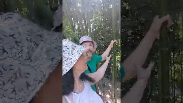 Абхазия.Бамбуковая роща смотреть онлайн