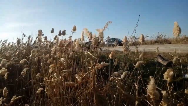 Дикие кабаны в бриньковской.... смотреть онлайн