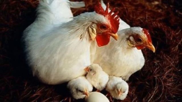Разведение кур породы Леггорн как бизнес идея | Куры Леггорн смотреть онлайн