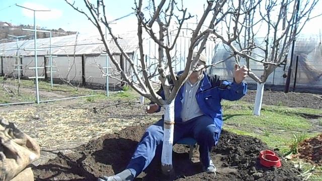 борьба с тлей,начало.Полив фруктовых деревьев. смотреть онлайн