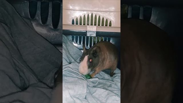 морская свинка (Болдуин) Григорий ? #лысаяморскаясвинка#скинни#болдуин смотреть онлайн