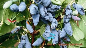 Жимолость съедобная Ленинградский великан ? обзор: как сажать, саженцы жимолости