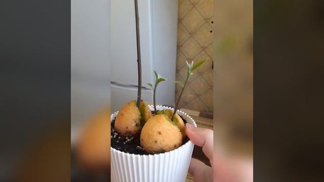 ?Авокадо?Мой опыт домашнего выращивания?