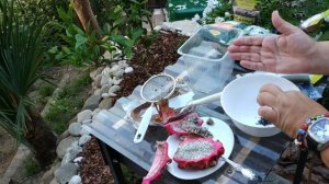 Выращиваем драконий фрукт - питайя (питахайя) -  добываем и садим семена