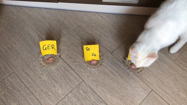 Германия vs Швеция - КТО ПОБЕДИТ - прогноз кота Бонифация ЧМ 2018 смотреть онлайн