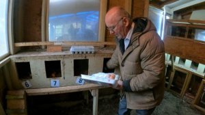 #146 Как несутся куры Четыре породы несутся круглый год- Лучшие несушки -- Куры