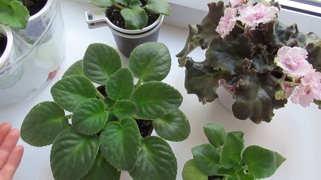 Как заставить цвести фиалку.Как ухаживать, чтобы фиалки цвели смотреть онлайн