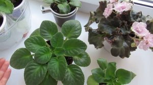 Как заставить цвести фиалку.Как ухаживать, чтобы фиалки цвели