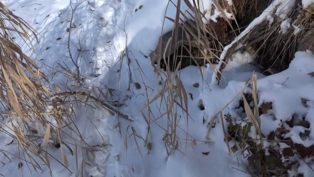 ЗИМА, ЗОЛОТО И ДУМАЮ АЛМАЗЫ, КОНЕЧНО! смотреть онлайн