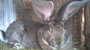 Разведение кроликов породы Бельгийский Великан Фландр как бизнес идея | Кролик Бельгийский Великан