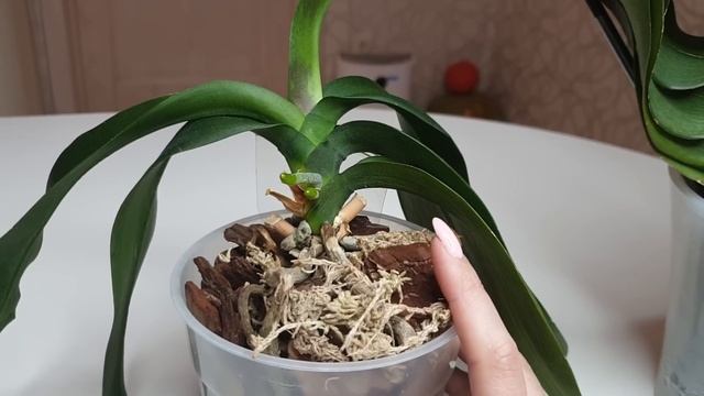 Супер способы ВОССТАНОВИТЬ ТУРГОР листьев орхидеи Реанимация орхидеи без корней орхидея без тургора смотреть онлайн