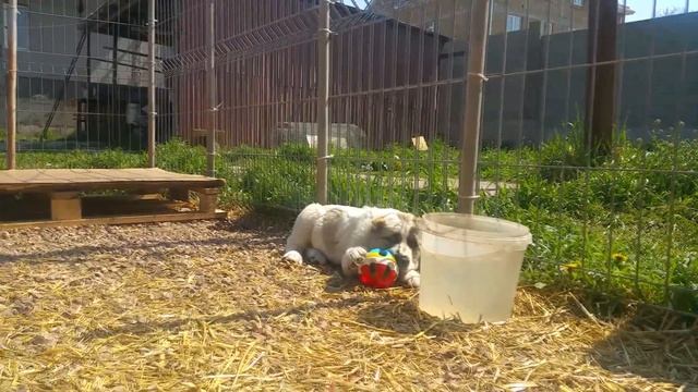 Алабаи Крыма | Щенкам 2 месяца Помет "Г" дата рождения 19.02.2019 (Все проданы) смотреть онлайн