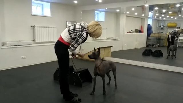 Балто, 1,5 года. Учиться никогда не поздно)) Первое занятие.