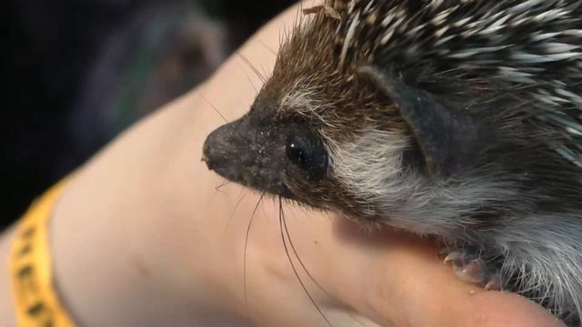 Африканский карликовый ёж смотреть онлайн