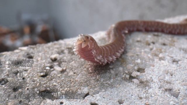 BLACKMAGIC POCKET CINEMA CAMERA 6K FOOTAGE смотреть онлайн