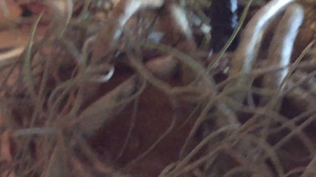 Шок!!! Дали отопление(((Все орхидеи сбросили цветы((( смотреть онлайн