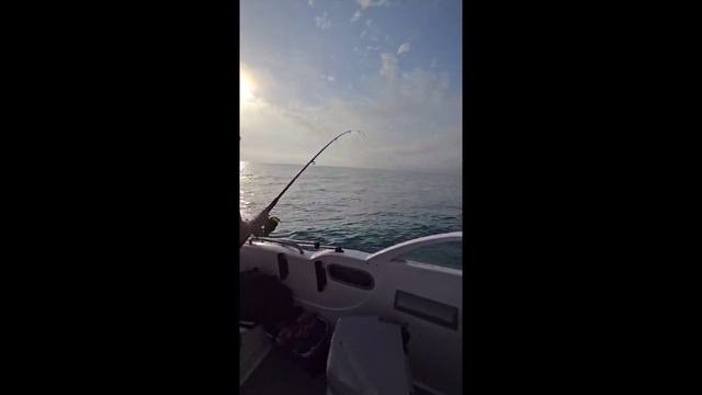 Трофейная рыбалка в Сочи, лиса 7кг смотреть онлайн