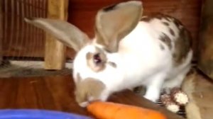 Содержание кроликов зимой на улице в клетках – советы, делимся опытом.