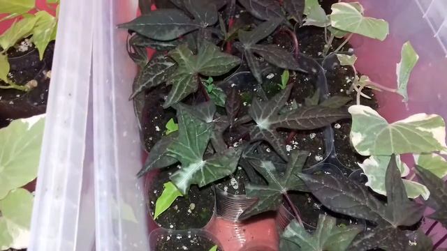 Обзор черенков кампанулы , ипомеи батата бегонии и бальзамина. смотреть онлайн