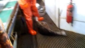 РЫБАЛКА - ПАЛТУС - ЛУЧШИЕ МОМЕНТЫ!