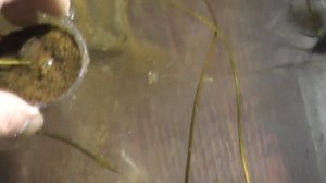 ??? Как вырастить нимфеи из семян Лотос Нимфея, посадка и уход в домашних условиях (2я Часть )