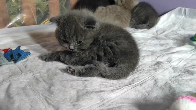Британские котята в возрасте 26 дней (Litter-О2) смотреть онлайн