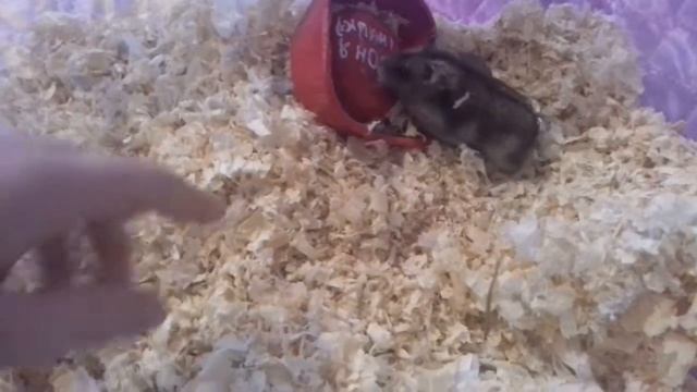 Как приручить хомяка. смотреть онлайн