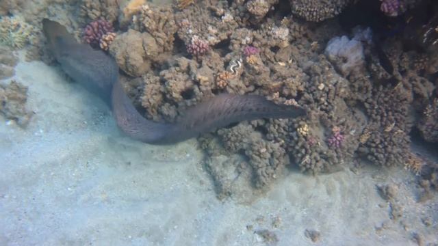 Moray and ejective ink octopus (Мурена и выбрасывающий чернила осьминог,) смотреть онлайн