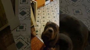 кане корсо Ваня хулиган