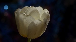 Экхарт Толле - 22. Быть родителем - духовная практика, озвучивает Nikosho.mp4