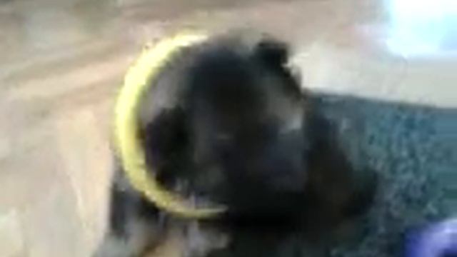 шустрый шенок смотреть онлайн