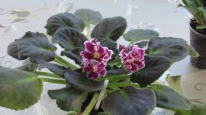 ПЕРЕКОРМЛЕННАЯ ФИАЛКА . КАК ВЫГЛЯДИТ И ЧТО С НЕЙ ДЕЛАТЬ.