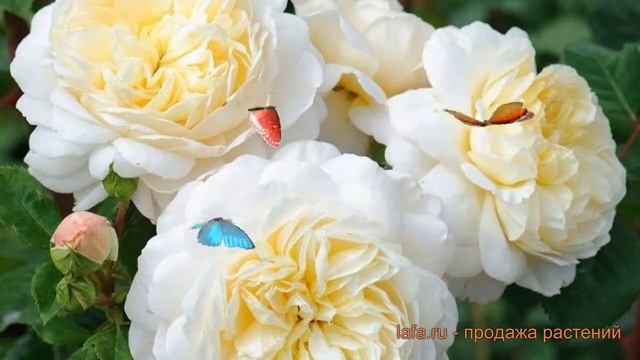Роза парковая Крокус Роуз (crocus rose) ? обзор: как сажать, саженцы розы Крокус Роуз смотреть онлайн