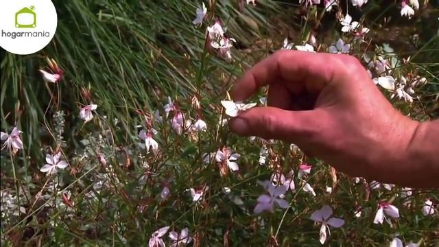 Características y reproducción de la gaura lindheimeri смотреть онлайн