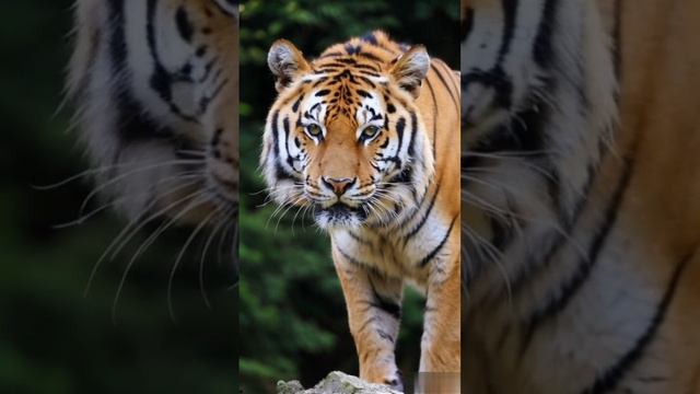 Кошка дикая. смотреть онлайн