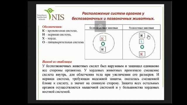 Различие в расположении осевых органов у беспозвоночных и позвоночных смотреть онлайн