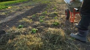 как защитить картофель от ночных заморозков