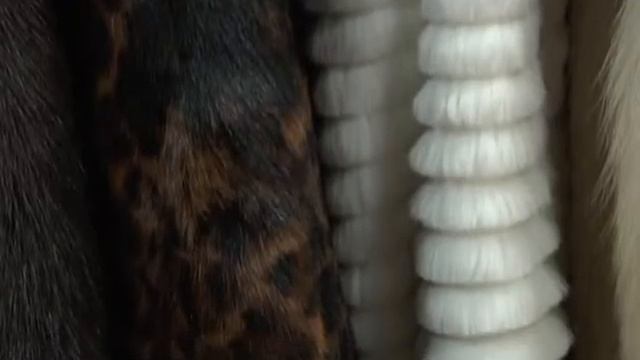 Новость дня Шубы Северина смотреть онлайн