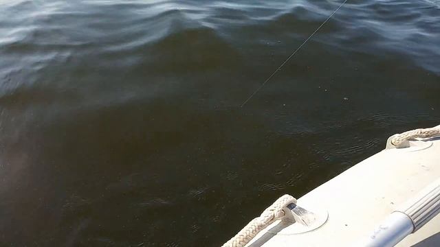 Ловля судака на колобашки на Вилейке