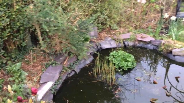 Albion Strawberry Plants In Hanging Basket | Magnolia Genie & Stellata Rosea Starting To Flower | смотреть онлайн