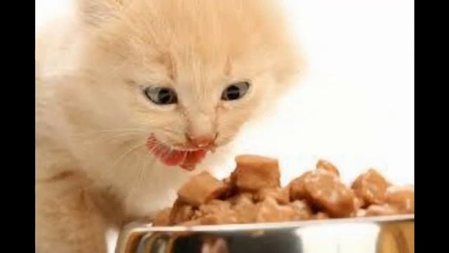 влажные корма премиум класса для кошек смотреть онлайн