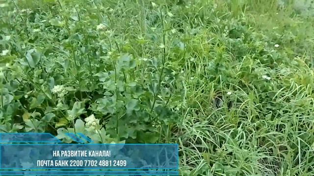 Хатьма обыкновенная. смотреть онлайн