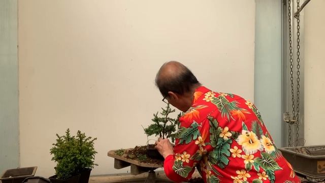 Creating Bonsai from Starter Conifers Hinoki Cypress, Blawws Juniper & Cryptomeria смотреть онлайн