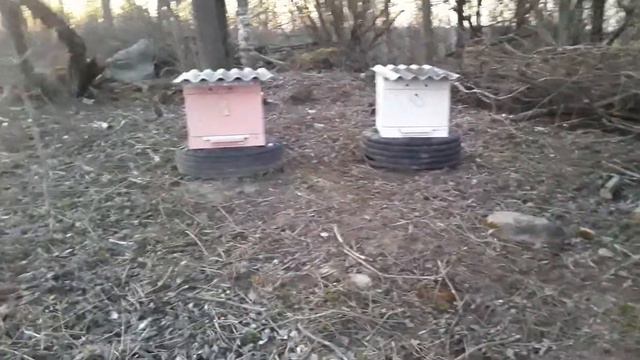 молодой пчеловод, пчелодело установка ульев, 26.03.2020 мёд за рекой пушкинские горы смотреть онлайн