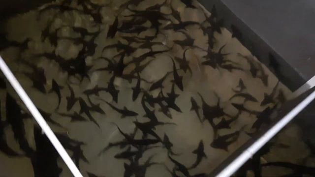 #осетр в #узв и на улице #белуга #калуга #стерлядь ? смотреть онлайн