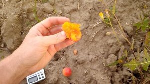 Абрикос Харостар