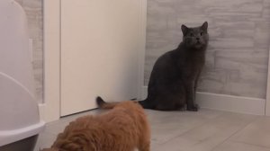 Настя НЯНЯ реакція КОТИКА на СОБАЧКУ як назвали My little Nastya
